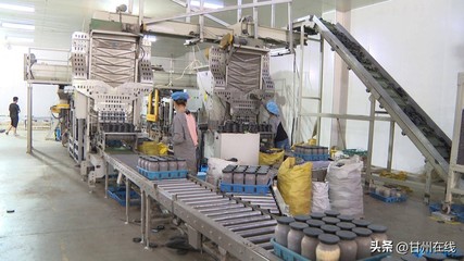 甘肅神農菇業 以工廠化量產鹿茸菇為核心，打造循環農業高質量發展新模式