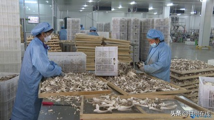 甘肅神農菇業 工廠化量產鹿茸菇，打造循環農業高質量發展模式與飼料生產協同體系
